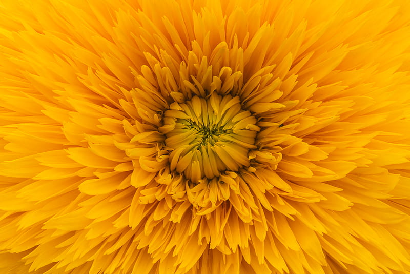 close up of yellow clustered flower, HD wallpaper