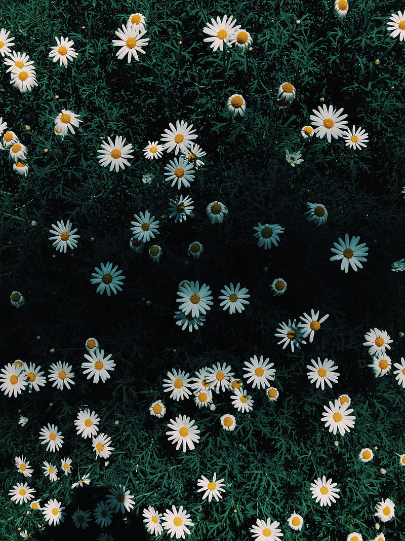 Daisy Flowers, HD phone wallpaper