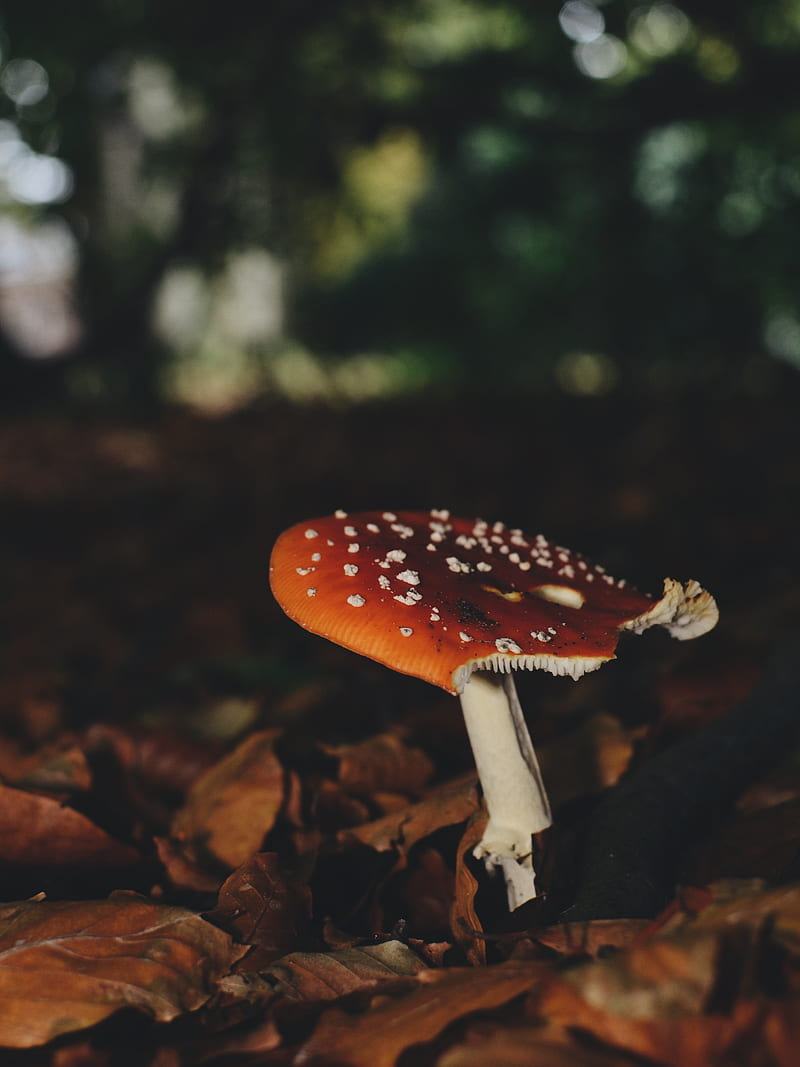 brown and white mushroom beside dried leaves, HD phone wallpaper