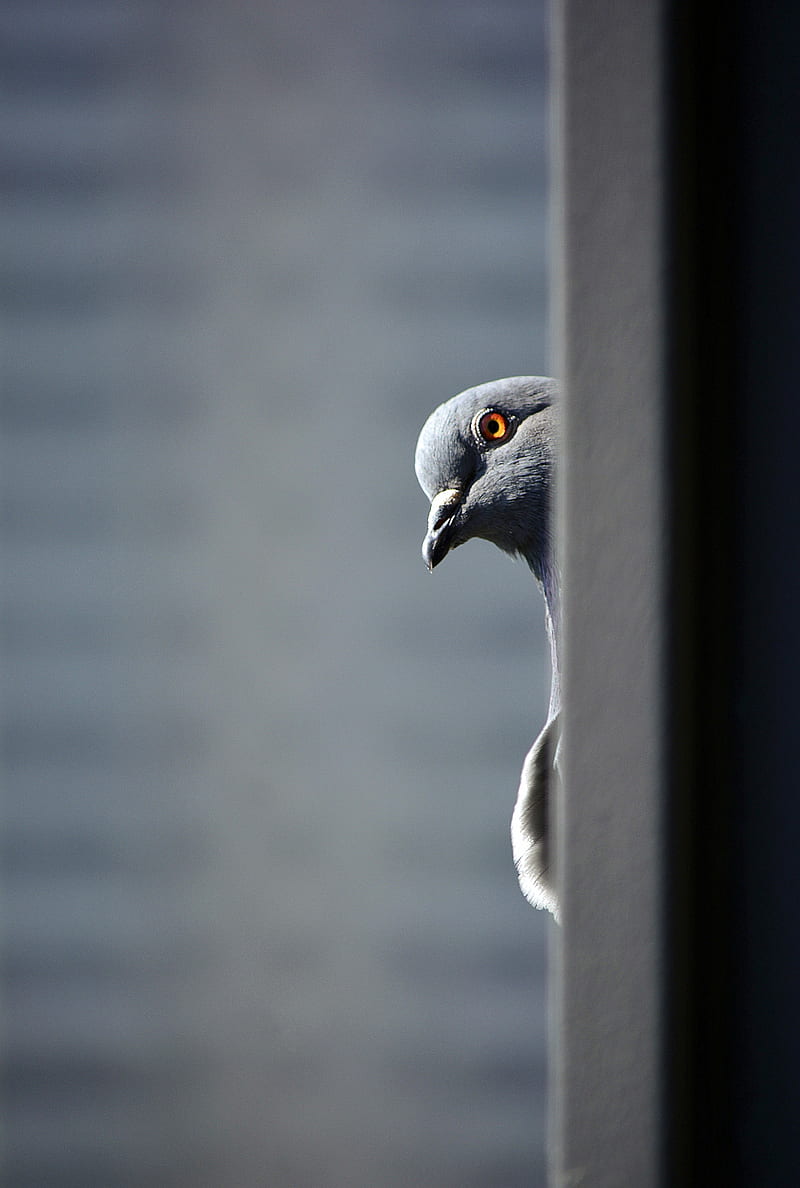 Pigeon, bird, funny, HD phone wallpaper | Peakpx