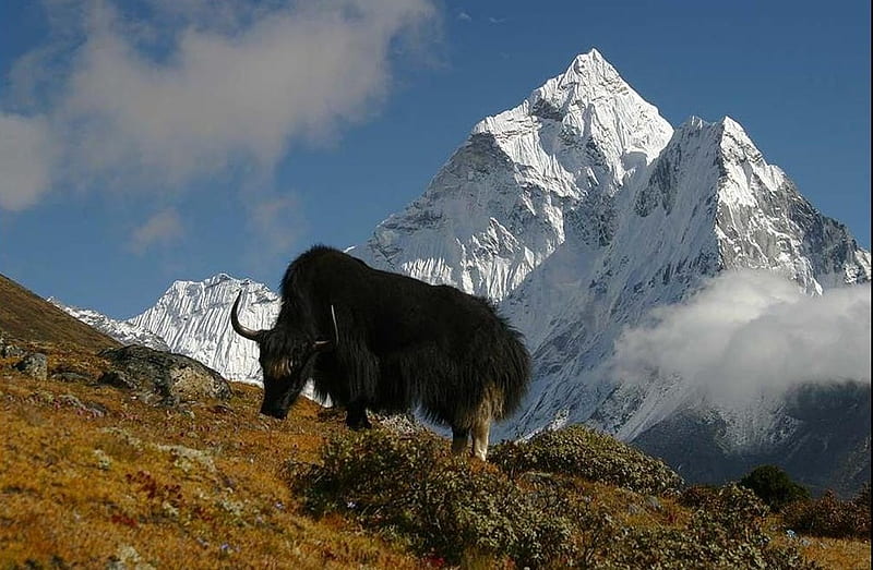 Grazing in Nepal, mountain, yak, sky, snow, HD wallpaper
