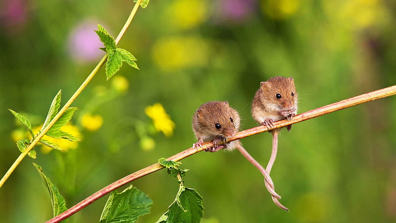 Mice, cute, year of the rat, green, tails, mouse, funny, harvest mouse,  couple, HD wallpaper | Peakpx