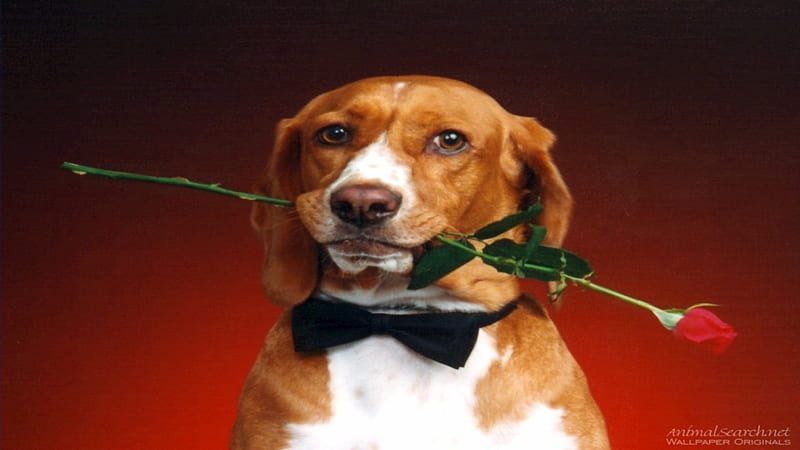 Hound-Dog-in-Bowtie, cute, rose, bow tie, dog, HD wallpaper | Peakpx