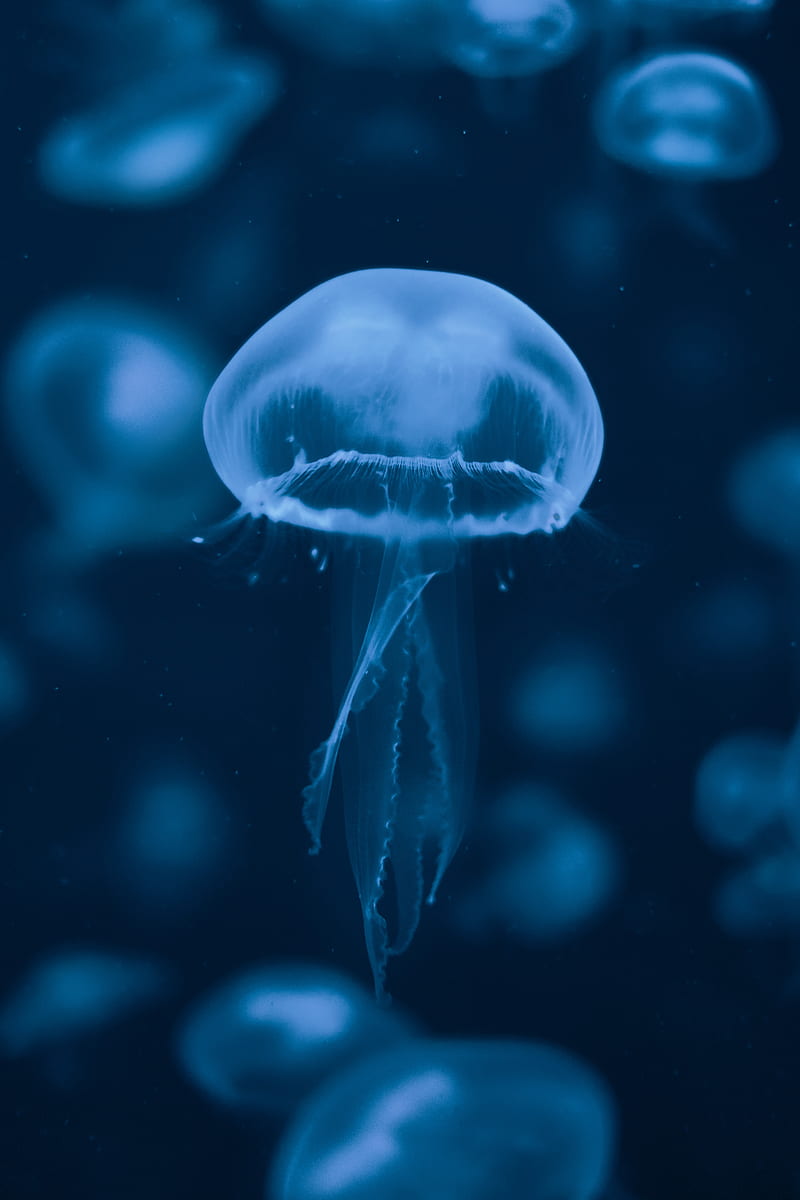 jellyfish, underwater world, swimming, tentacles, blue, HD phone wallpaper