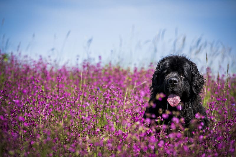 Dogs, Flower, Dog, Muzzle, Animal, Meadow, Purple Flower, Newfoundland, HD wallpaper