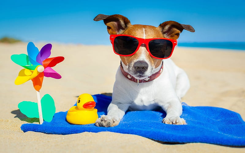 Beach Dog, sunglasses, beach, sand, rubber duck, toy, towel, pinwheel, dog, HD wallpaper