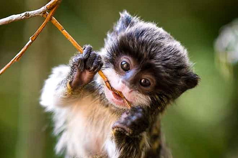 Baby Tamarin Monkey, south America, forest, baby tamarin, teddy bear face, chewing on tree limb, HD wallpaper