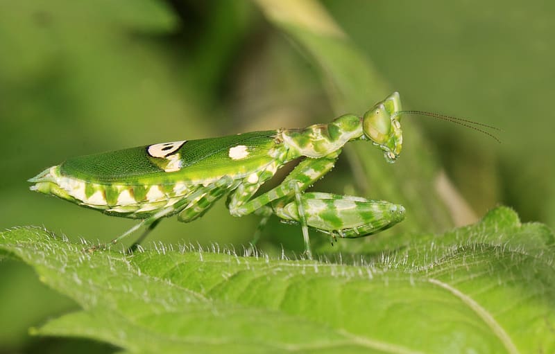 Insects, Animal, Praying Mantis, HD wallpaper