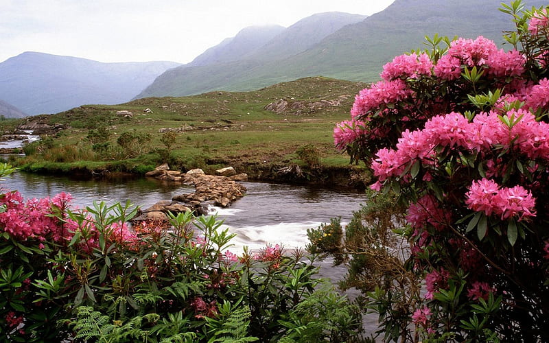 Rhododendrons Bloom, flowers, river, leaves, grass, HD wallpaper