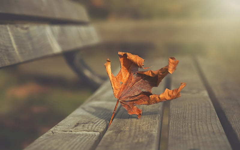 dry maple leaf, yellow leaf, autumn, wooden bench, HD wallpaper