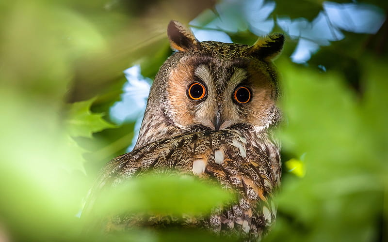 Long-eared Owl, wildlife, forest, North America, owl, Asio otus, HD wallpaper