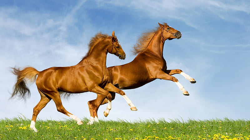 Brown Horses With White Legs Horse, HD wallpaper
