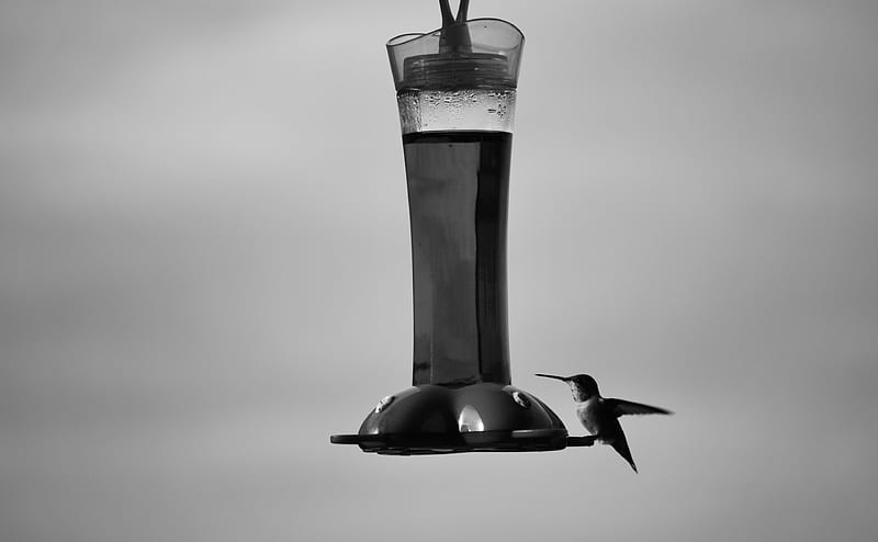 Hummingbird Ultra, Black and White, Bird, hummingbird, Monochrome, blackandwhite, HD wallpaper