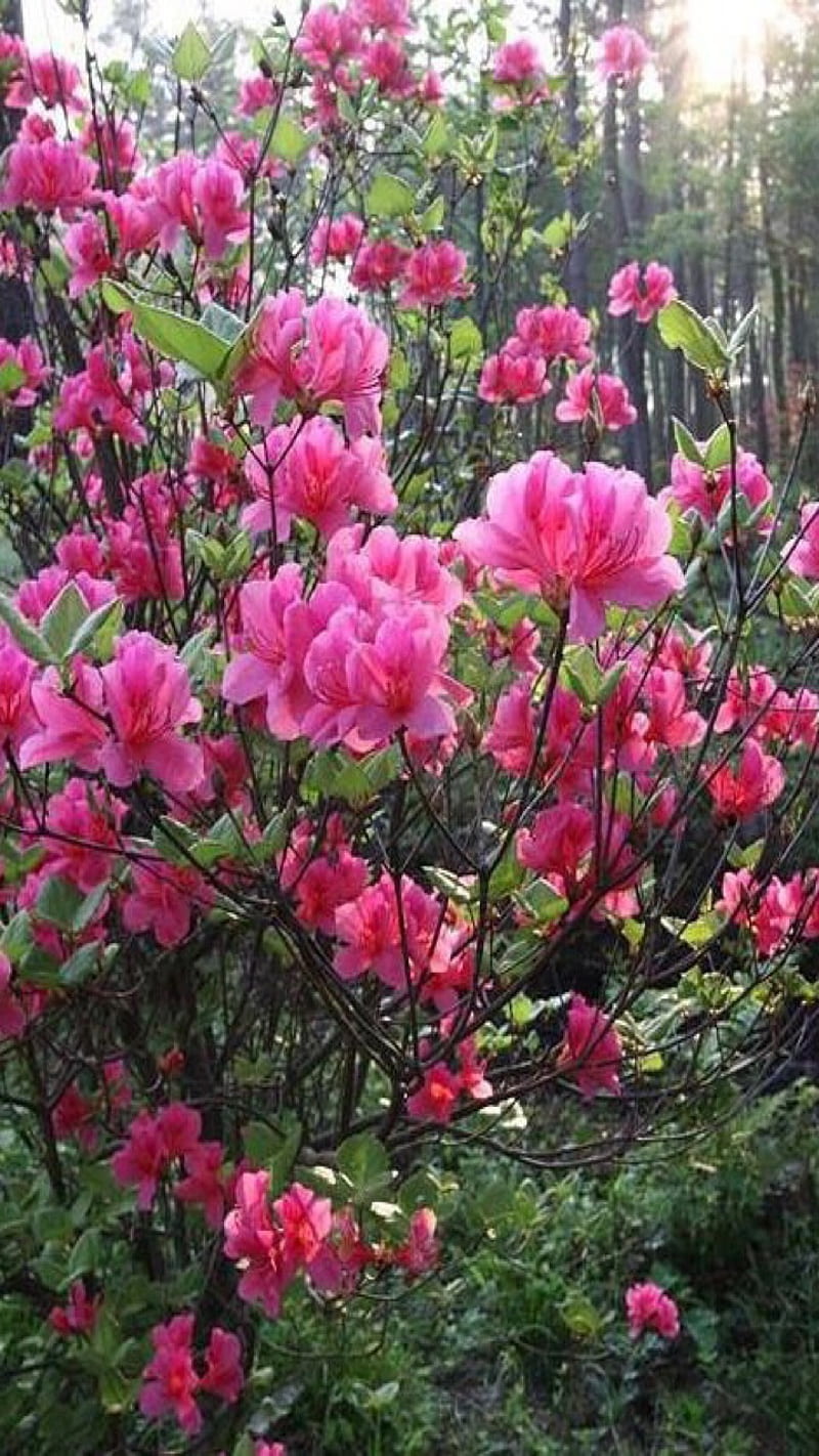 Flor de azalea, flores, Fondo de pantalla de teléfono HD | Peakpx
