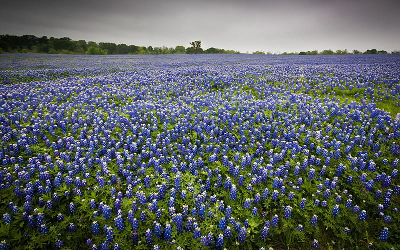 Field of Bluebonnets, Bluebonnets, Fields, Flowers, Nature, HD wallpaper