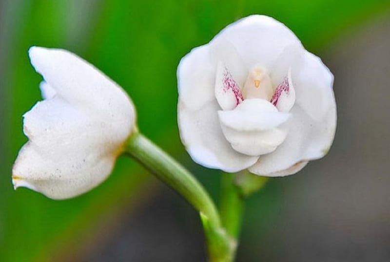 Paloma orquídea, paloma, naturaleza, flor, orquídea, Fondo de pantalla HD |  Peakpx