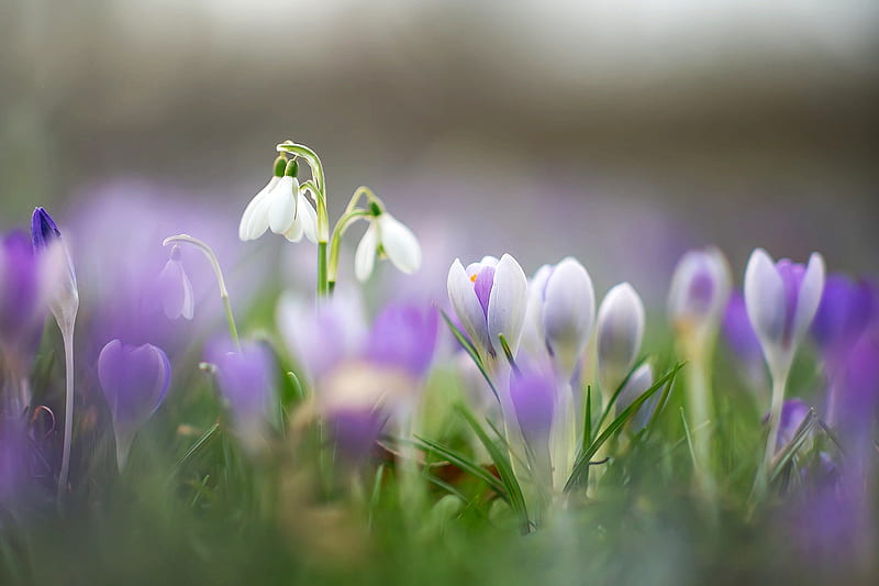 Beautiful Flowers, Snowdrops, Primroses, Spring, Nature, Crocuses, HD wallpaper