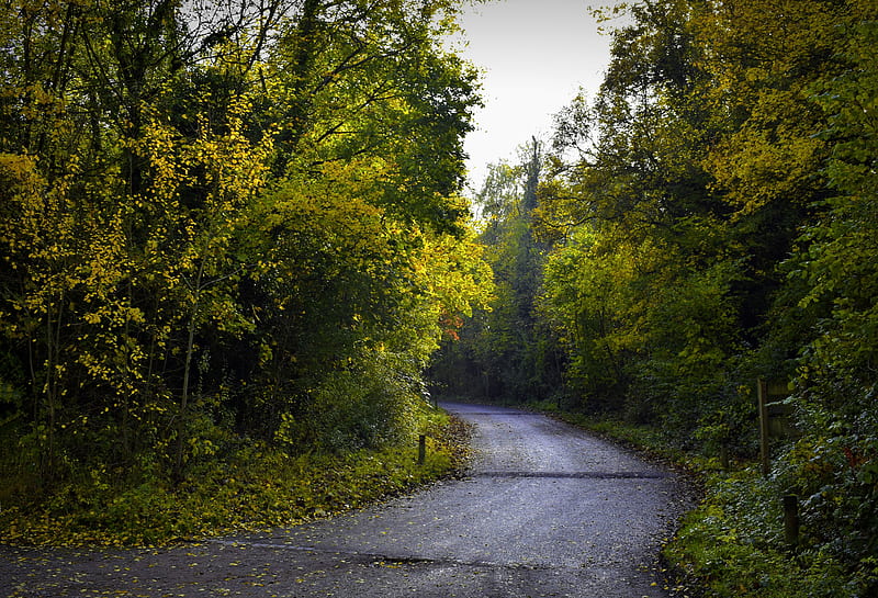 road, foliage, trees, autumn, HD wallpaper