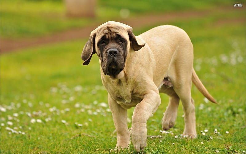 The English Mastiff, pet, big, large, English Mastiff, lawn, dog, animal, HD wallpaper