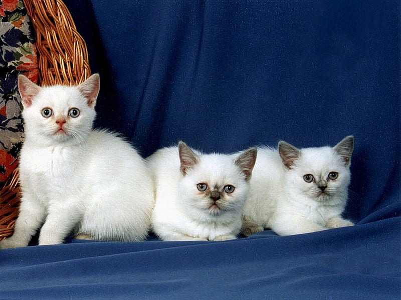 HD sweet trio cats wallpapers  Peakpx