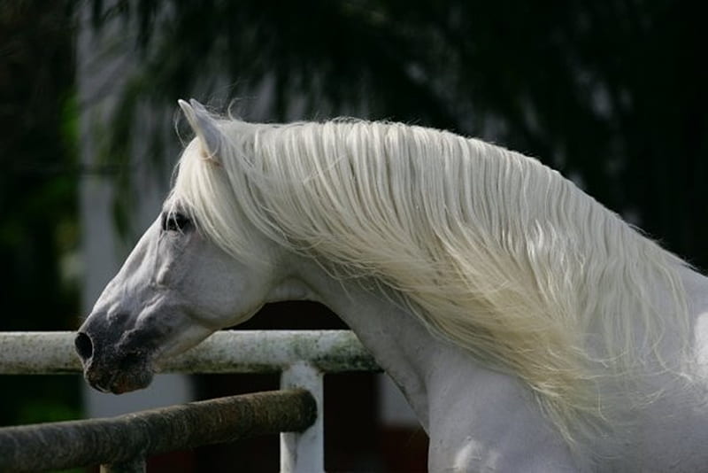 Andalusian Close-Up, white, andalusian, horses, spanish, HD wallpaper