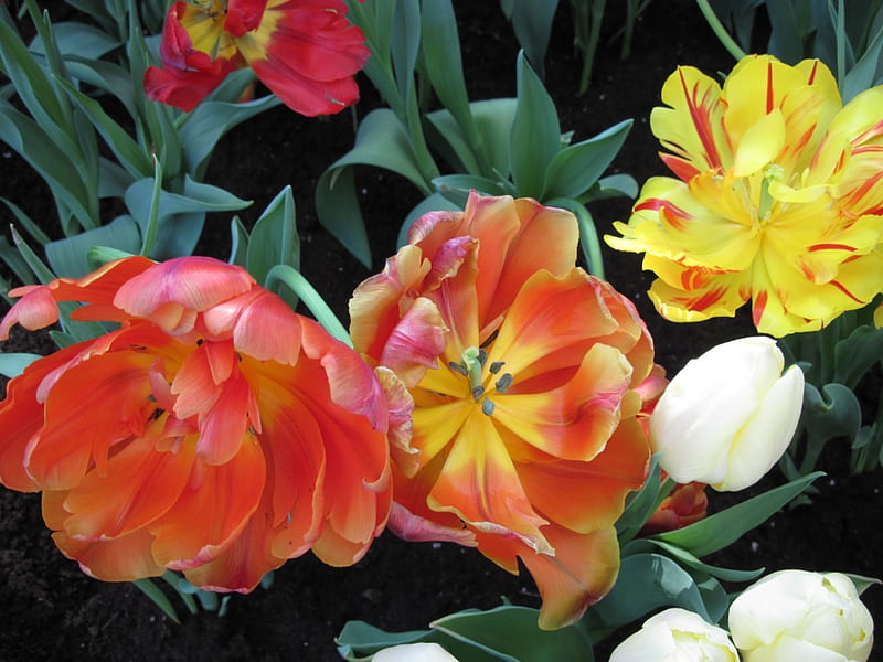 Indoor Botanical Garden 40, Tulips, graphy, green, orange, yellow, garden, Flowers, white, HD wallpaper
