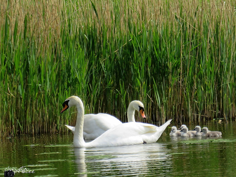 2K free download | Dad and mom swan, water, little, swan, holland, HD ...