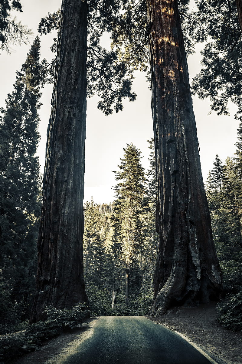 road, trees, sequoias, forest, nature, HD phone wallpaper