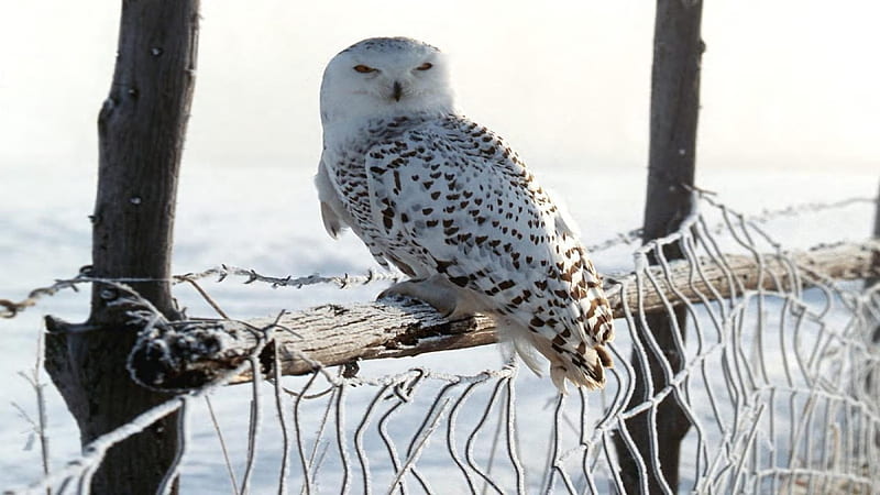 Snow Owl, resting, wildlife, nature, raptor, winter, HD wallpaper