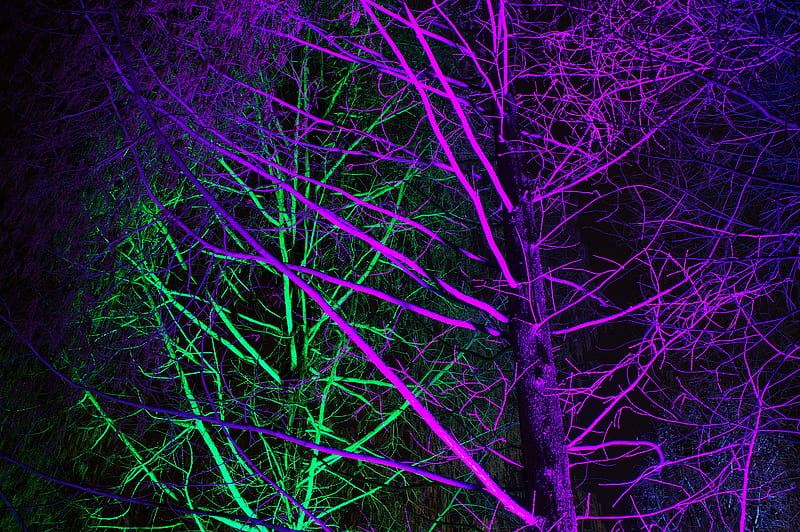 trees, backlight, neon, purple, green, HD wallpaper