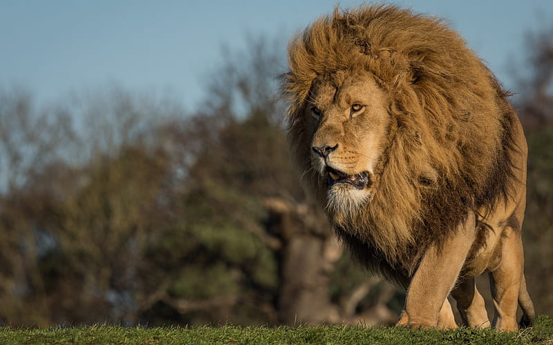big lion, sunset, Africa, wildlife, predator, dangerous animals, lions, HD wallpaper