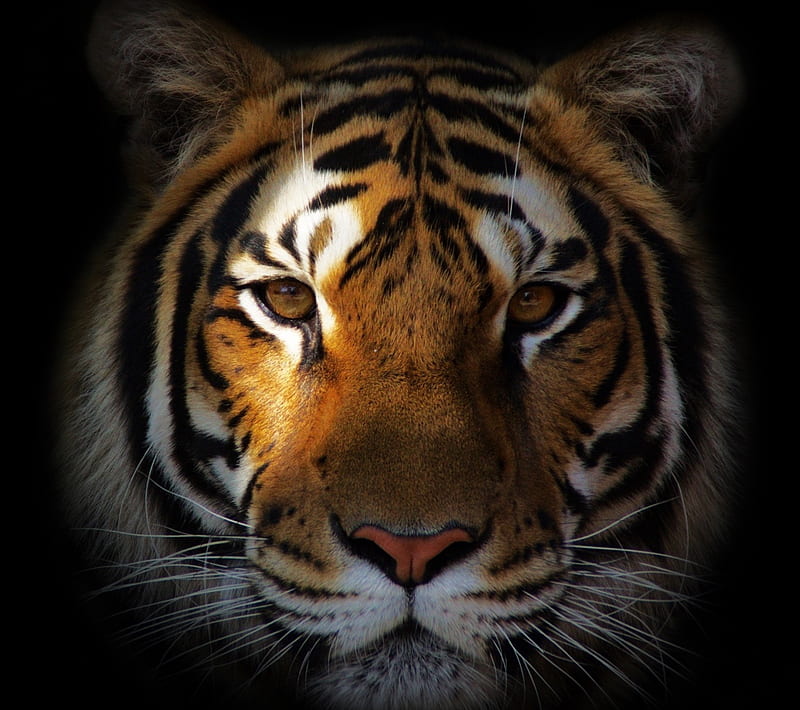 TIGER, animal, cat, wild, HD wallpaper | Peakpx