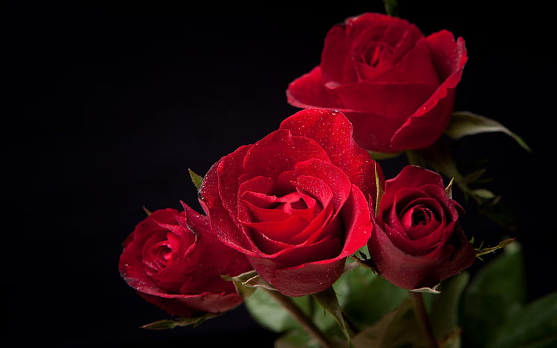 Rosas rojas, rojas, verdes, rosas, flores, negras, Fondo de pantalla HD |  Peakpx