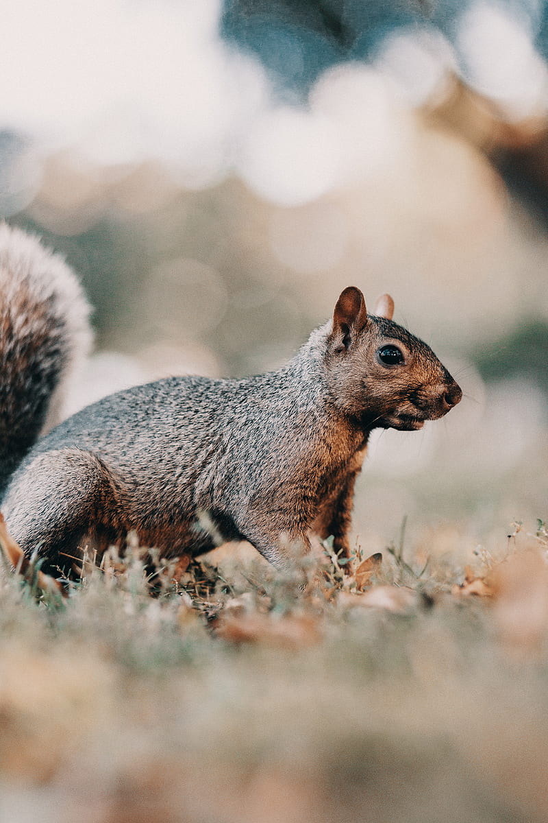squirrel, brown, animal, grass, wildlife, HD phone wallpaper