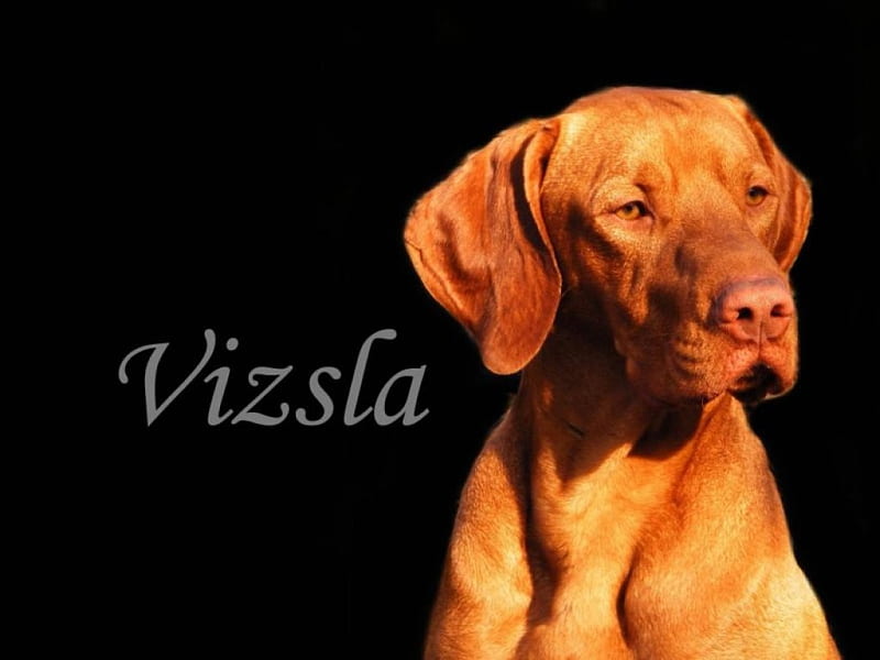 Vizsla, pets, sweet, cute, Hungarian vizsla, nature, animals, dog, HD wallpaper