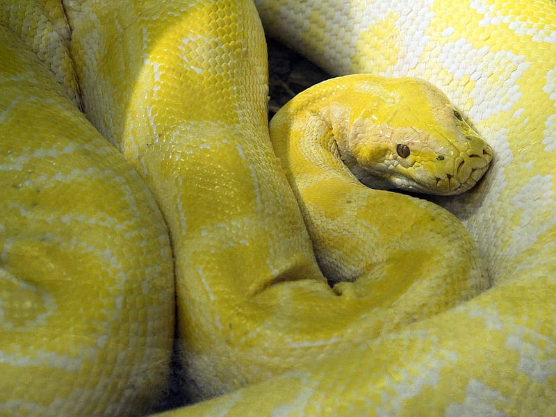 Albino Burmese Python, python, snake, animal, HD wallpaper