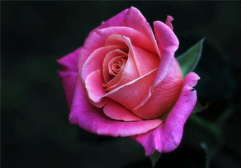 Single rose, purple, rose, flower, beauty, pink, HD wallpaper