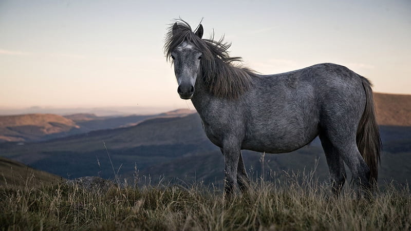 Gray Horse With Background Of Hills And Sky Horse, HD wallpaper