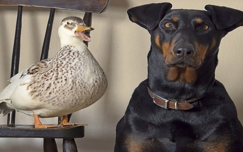 Say What..., humor, dobermans, ducks, funny, pets, animals, dogs, HD wallpaper