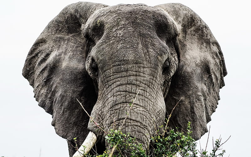 big elephant, green tree, Africa, wildlife, elephant trunk, HD wallpaper