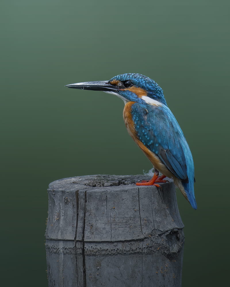 Common kingfisher, animals, bird, birds, nature, HD phone wallpaper