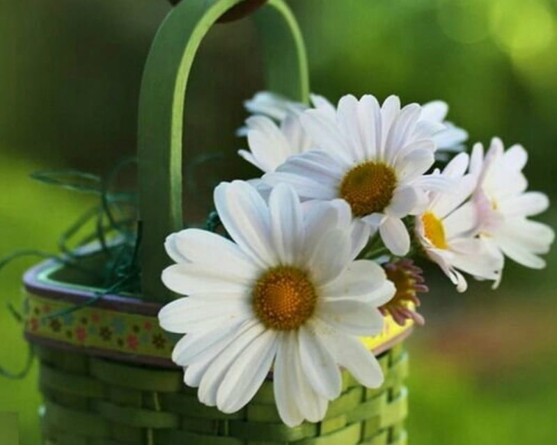White Flowers in the Basket, flowers, white, bloom, basket, HD ...