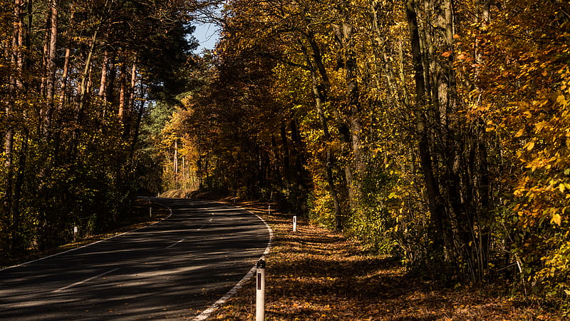 road, alley, autumn, trees, HD wallpaper