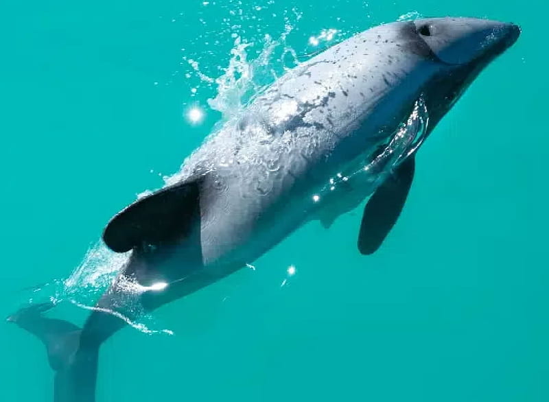 Hector’s Dolphin (Cephalorhynchushectori), Mammals, Dolhins, Marine Animals, Cephalorhynchushectori, HD wallpaper
