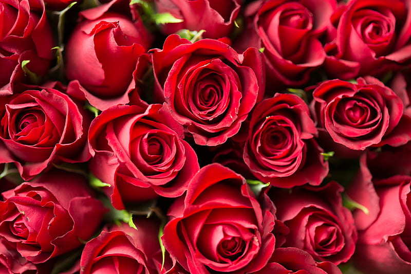 roses, red, flowers, bouquet, HD wallpaper