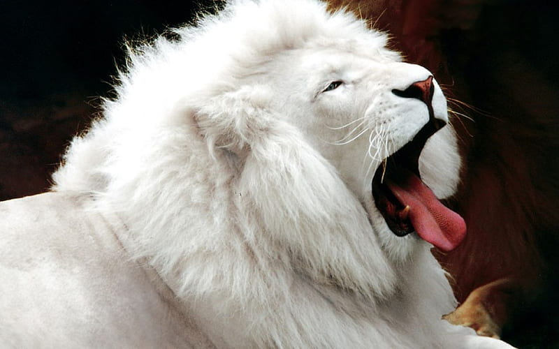 The lazy king, king, lazy, beauty, white, lion, animals, other, HD wallpaper