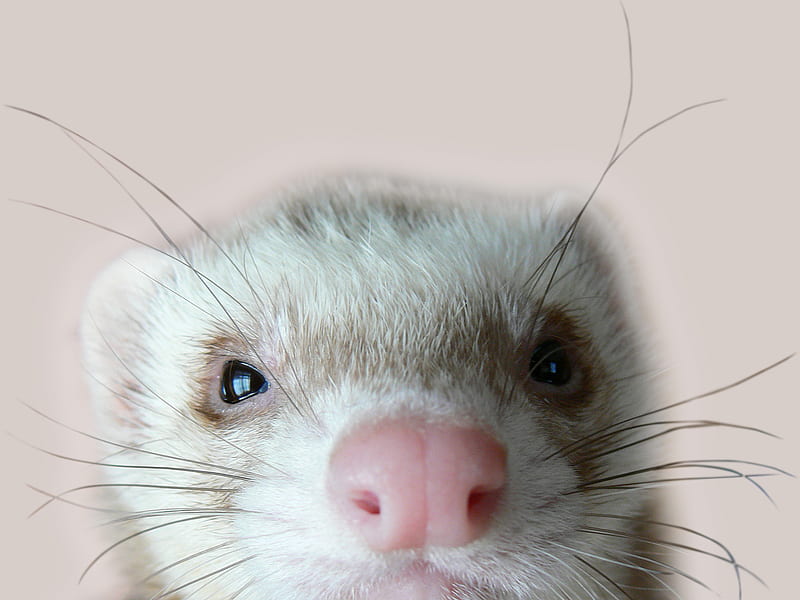 cute ferret, nose, cute, white, pink, ferret, HD wallpaper