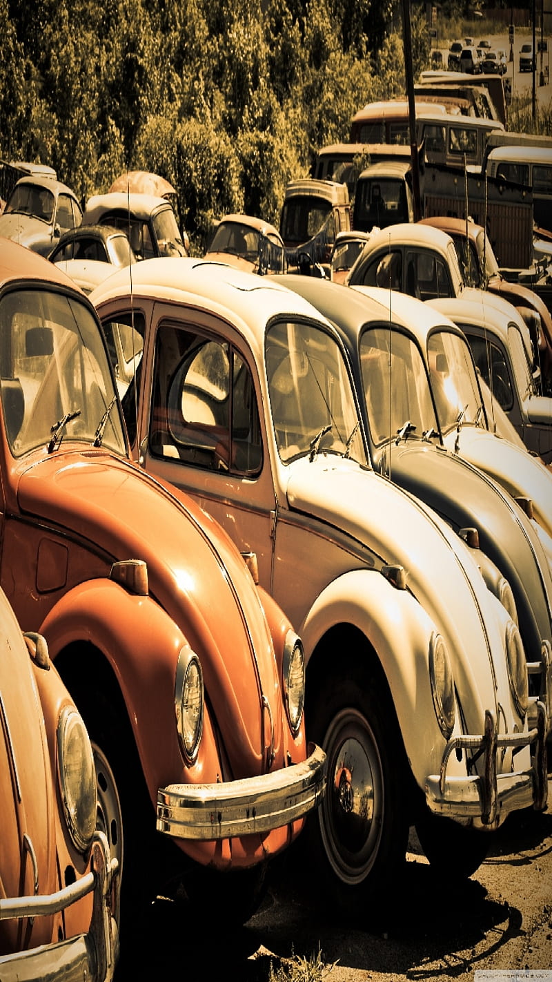 VW S IN A ROW, car, vw bugs, relic, antique, vintage car, auto, junkyard, old, classic cars, HD phone wallpaper