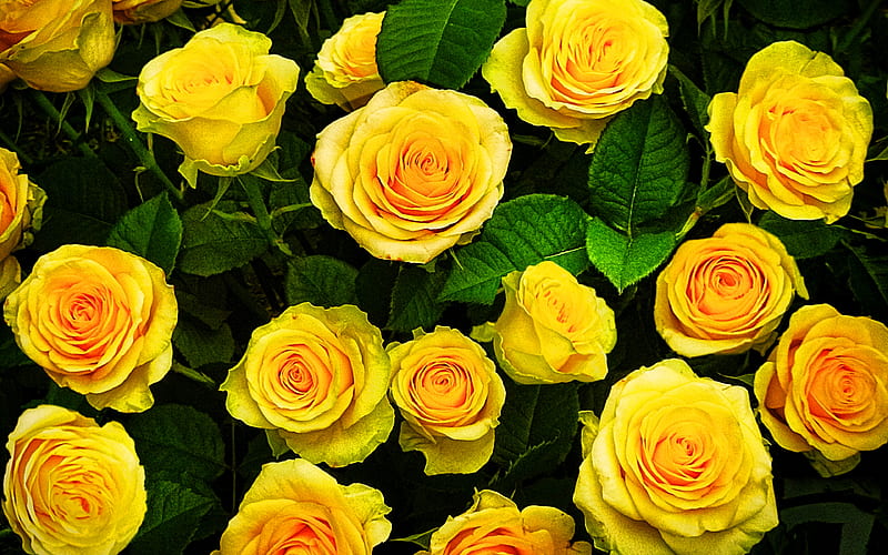yellow roses macro, yellow flowers, bokeh, roses, buds, yellow roses bouquet, beautiful flowers, backgrounds with flowers, yellow buds, HD wallpaper