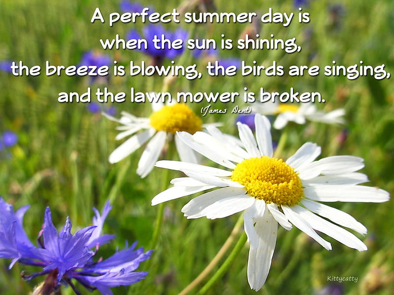 Perfect Summer , sun, grass, breeze, lazy, summer, flowers, garden, fields, lawn mower, daisy, HD wallpaper